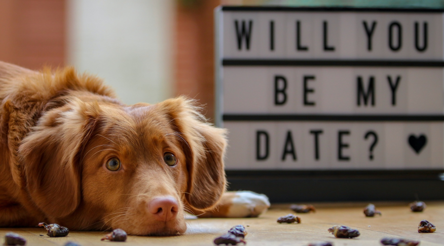 dog with "will you be my date?" sign