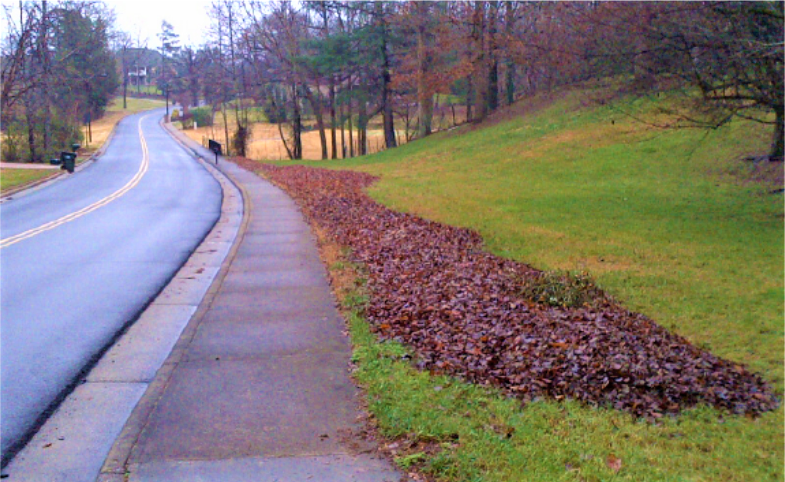 leaves along the curb for collection