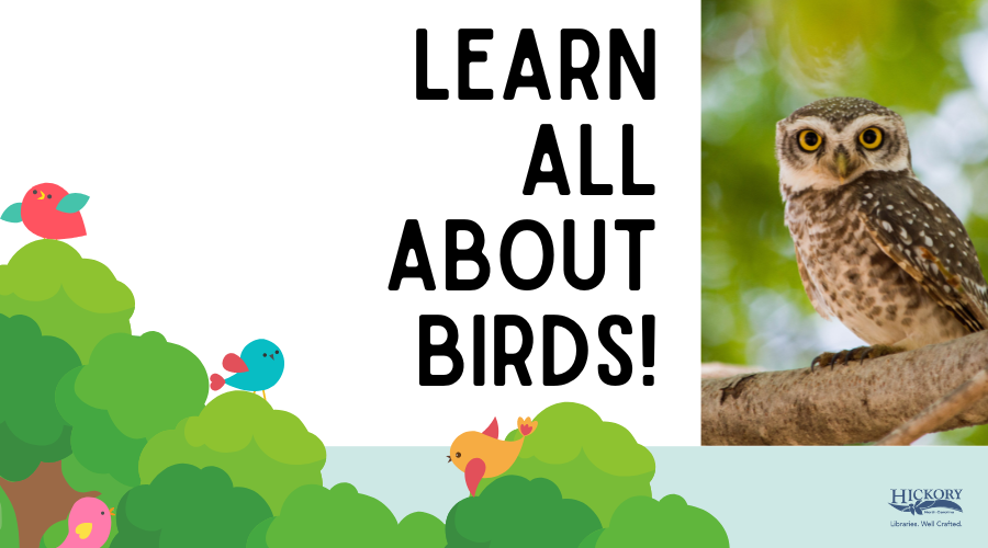 Learn All About Birds – Hickory Public Library