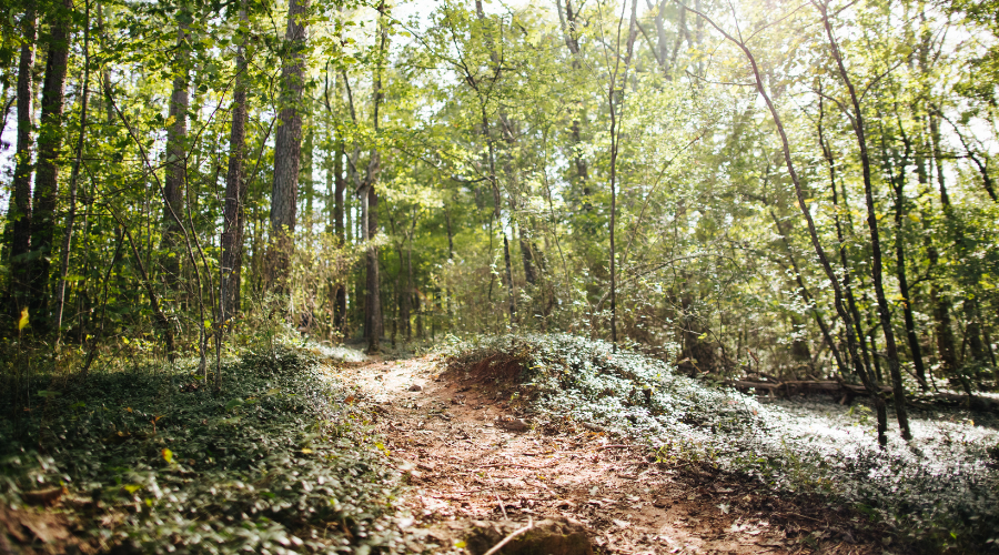 A photo of a dirt trail through the woods.