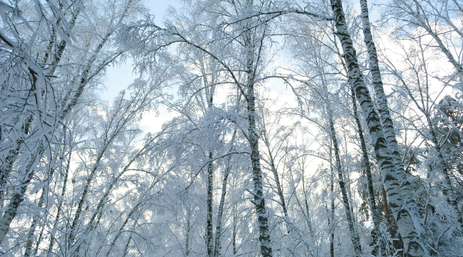 snowy trees after a winter storm
